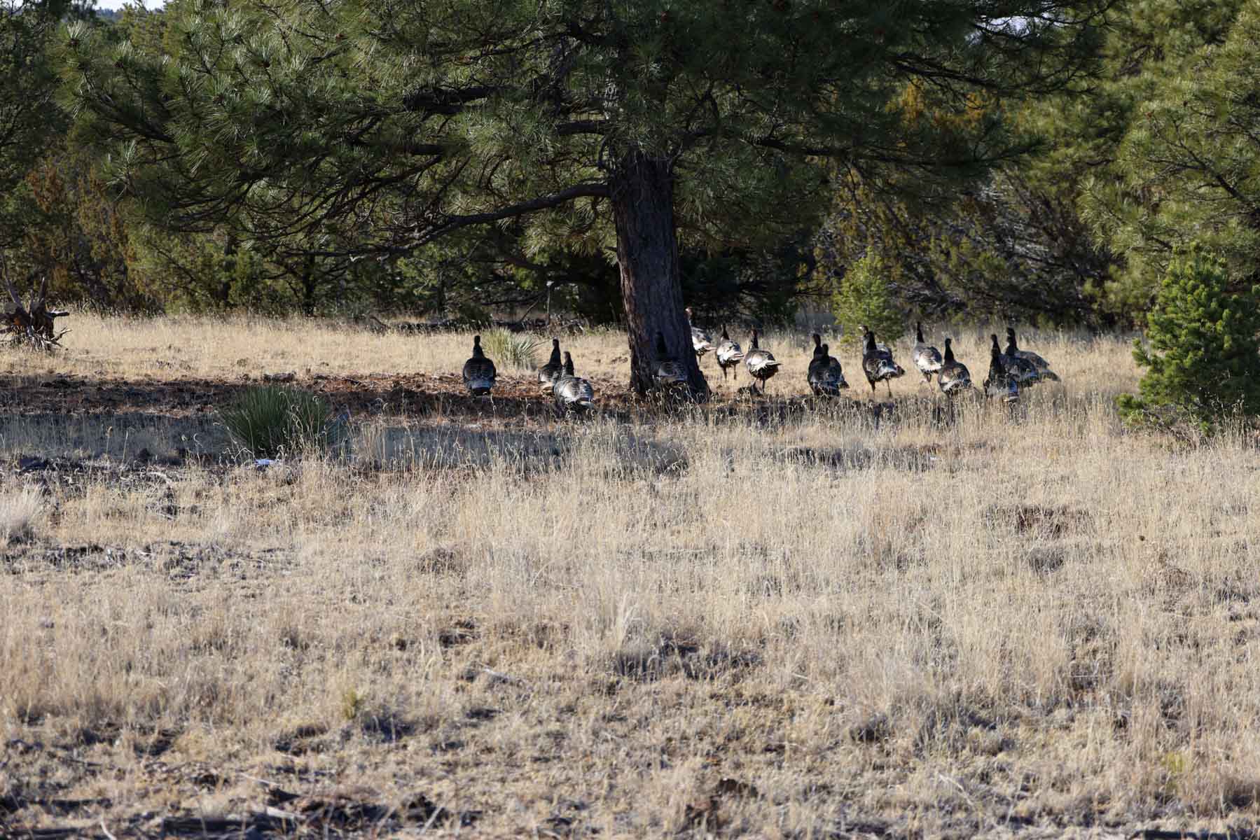 Land of Enchantment Ranch property picture 80 of 81