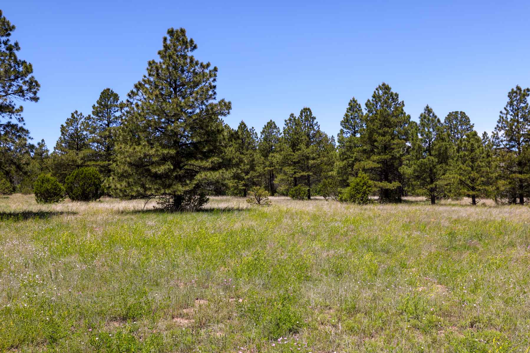 Land of Enchantment Ranch property picture 39 of 81