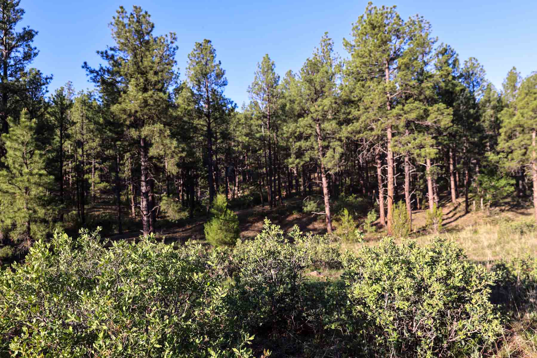 Land of Enchantment Ranch property picture 66 of 81