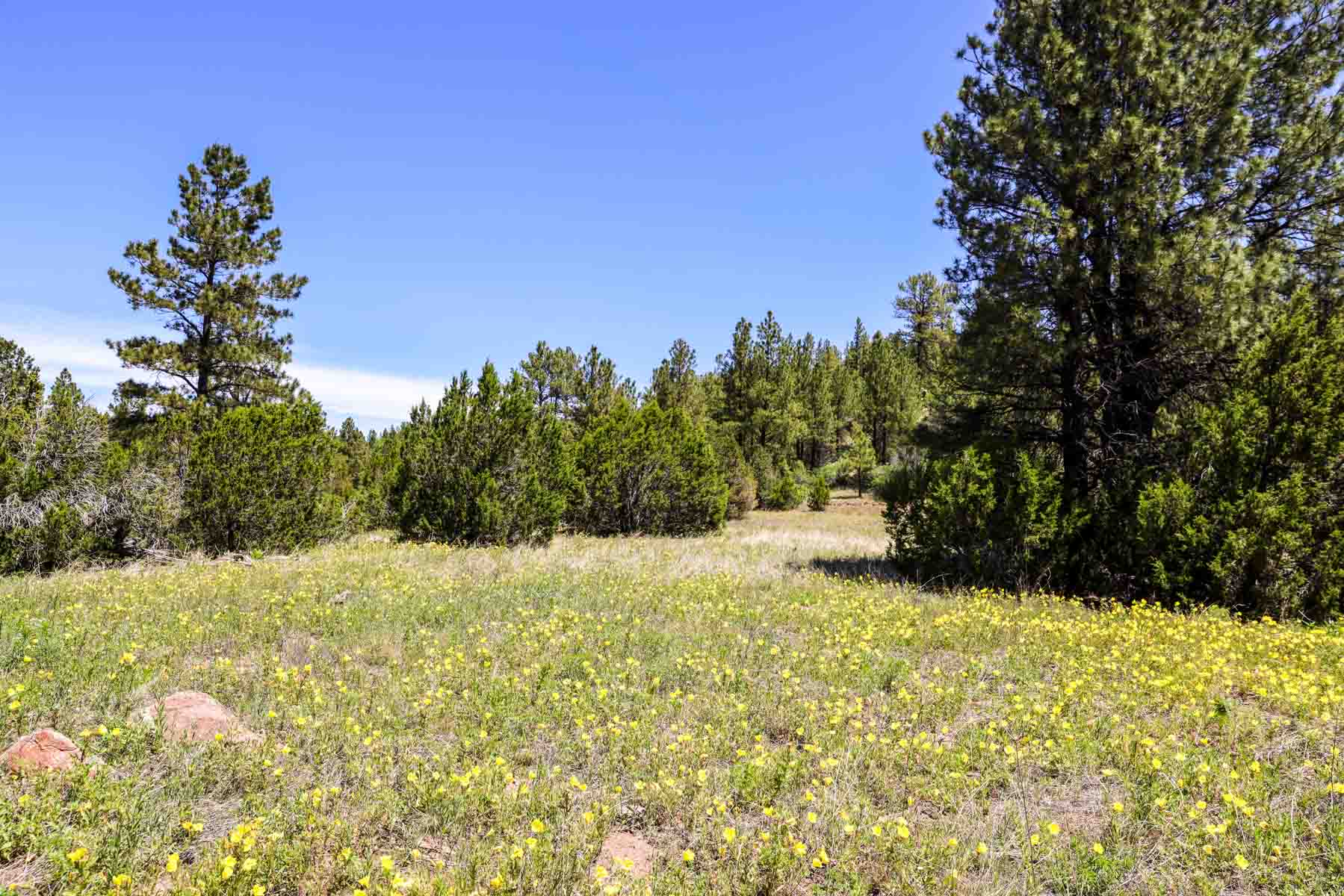 Land of Enchantment Ranch property picture 38 of 81