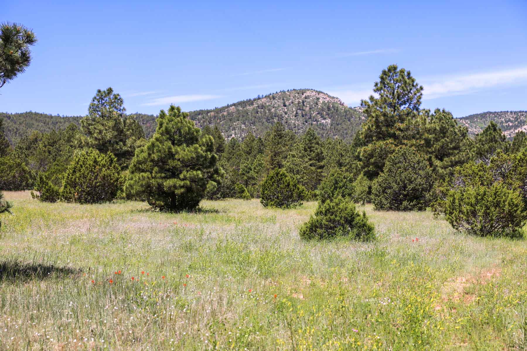 Land of Enchantment Ranch property picture 41 of 81