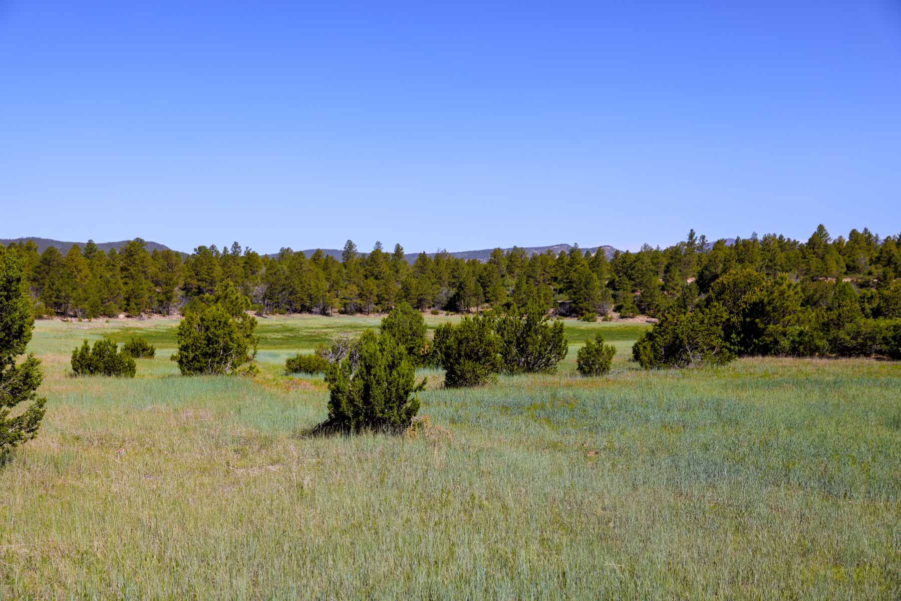 Land of Enchantment Ranch property picture 60 of 81
