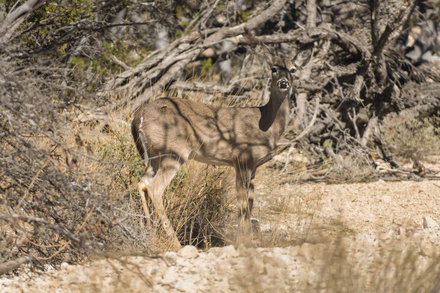 Hackberry Canyon Ranch property picture 7 of 28