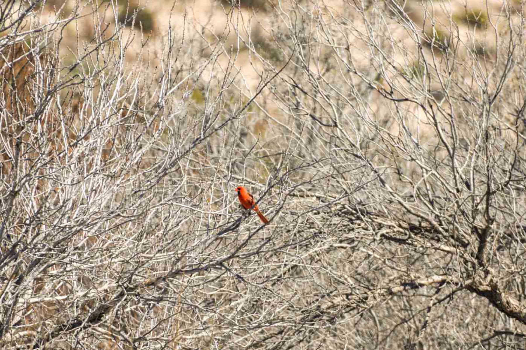 Hackberry Canyon Ranch property picture 23 of 28