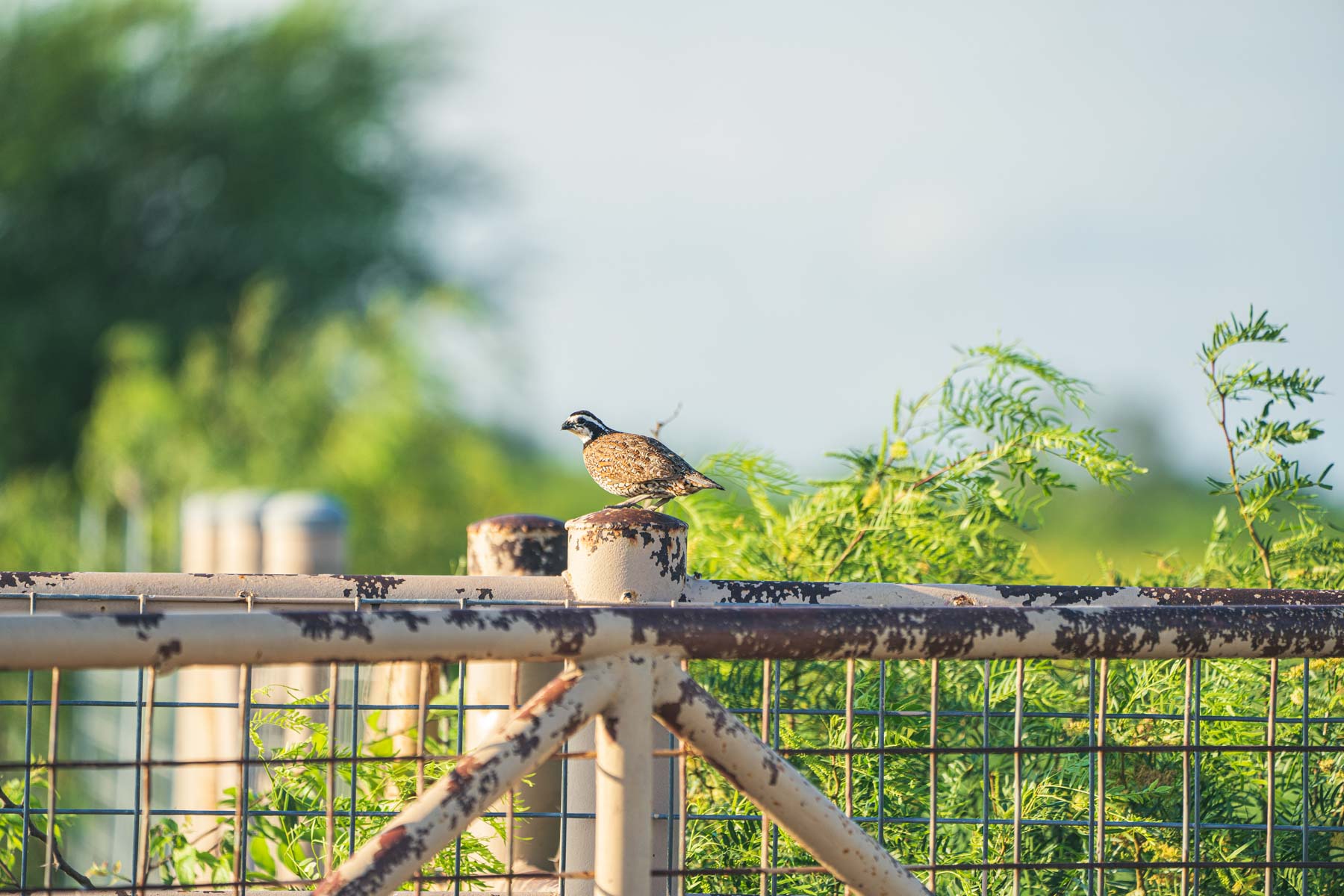 Crawford Farm property picture 55 of 72