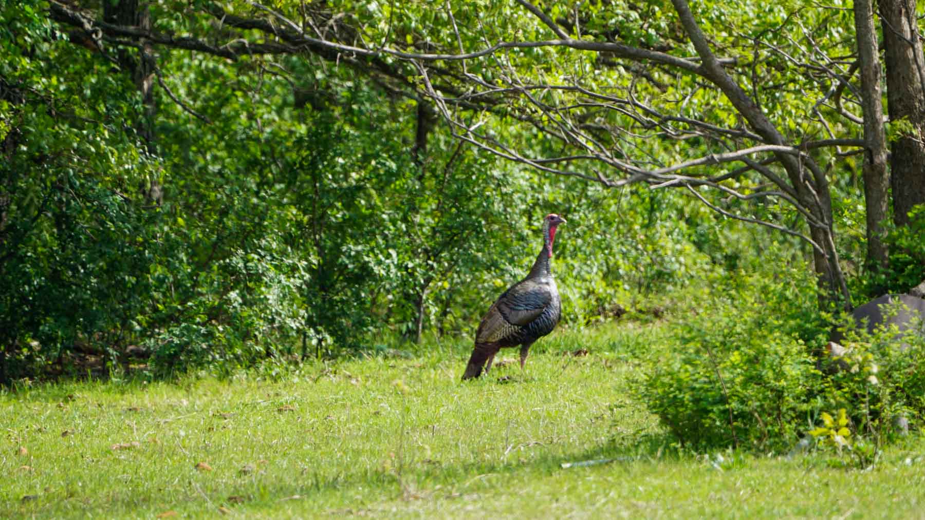 School Valley Ranch property picture 15 of 123