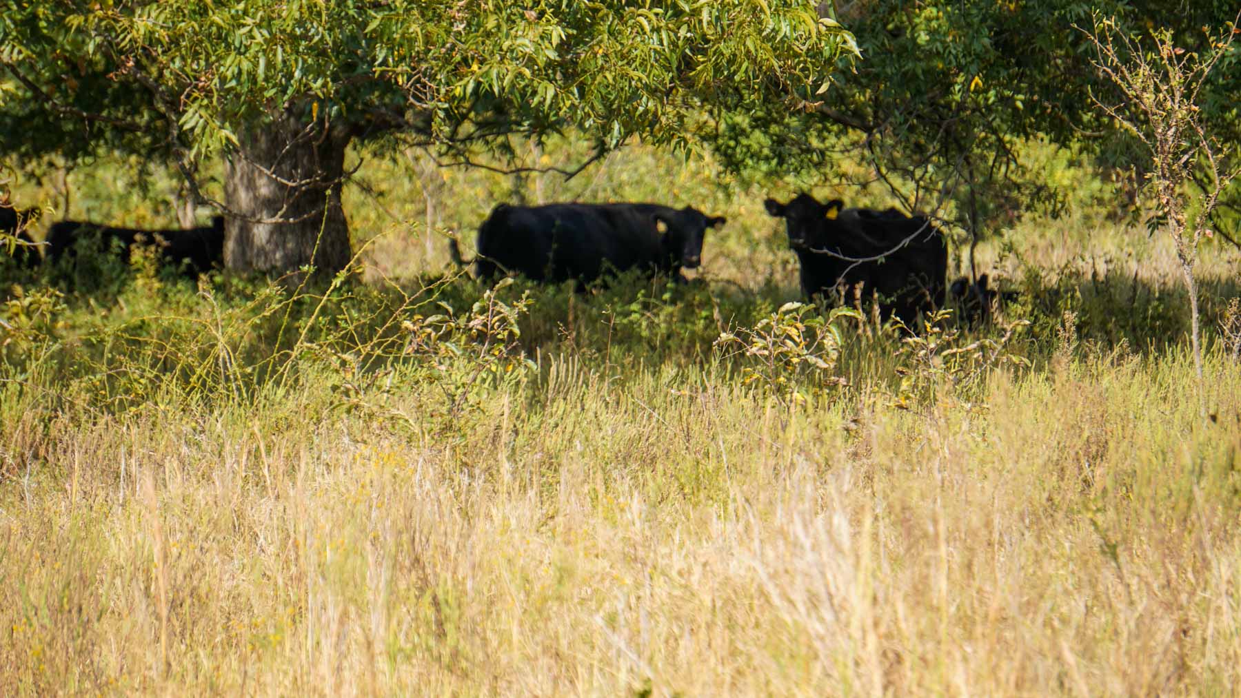 School Valley Ranch property picture 41 of 123
