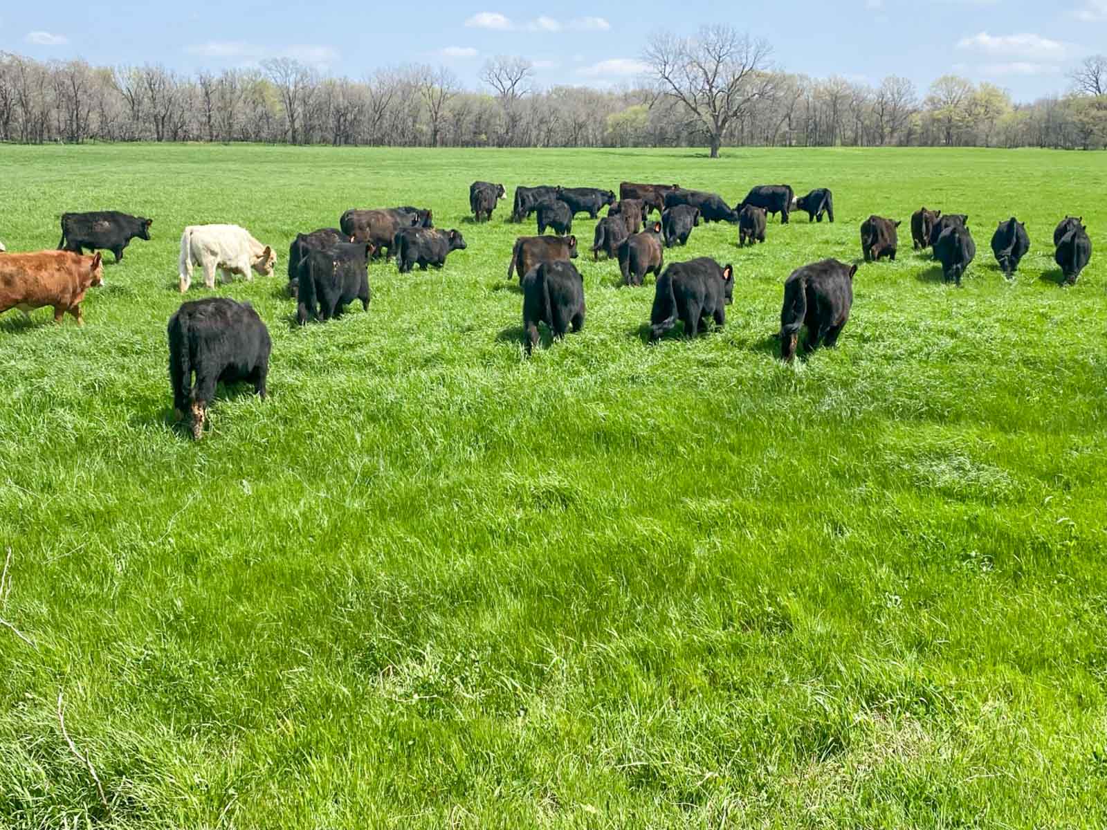 School Valley Ranch property picture 118 of 123