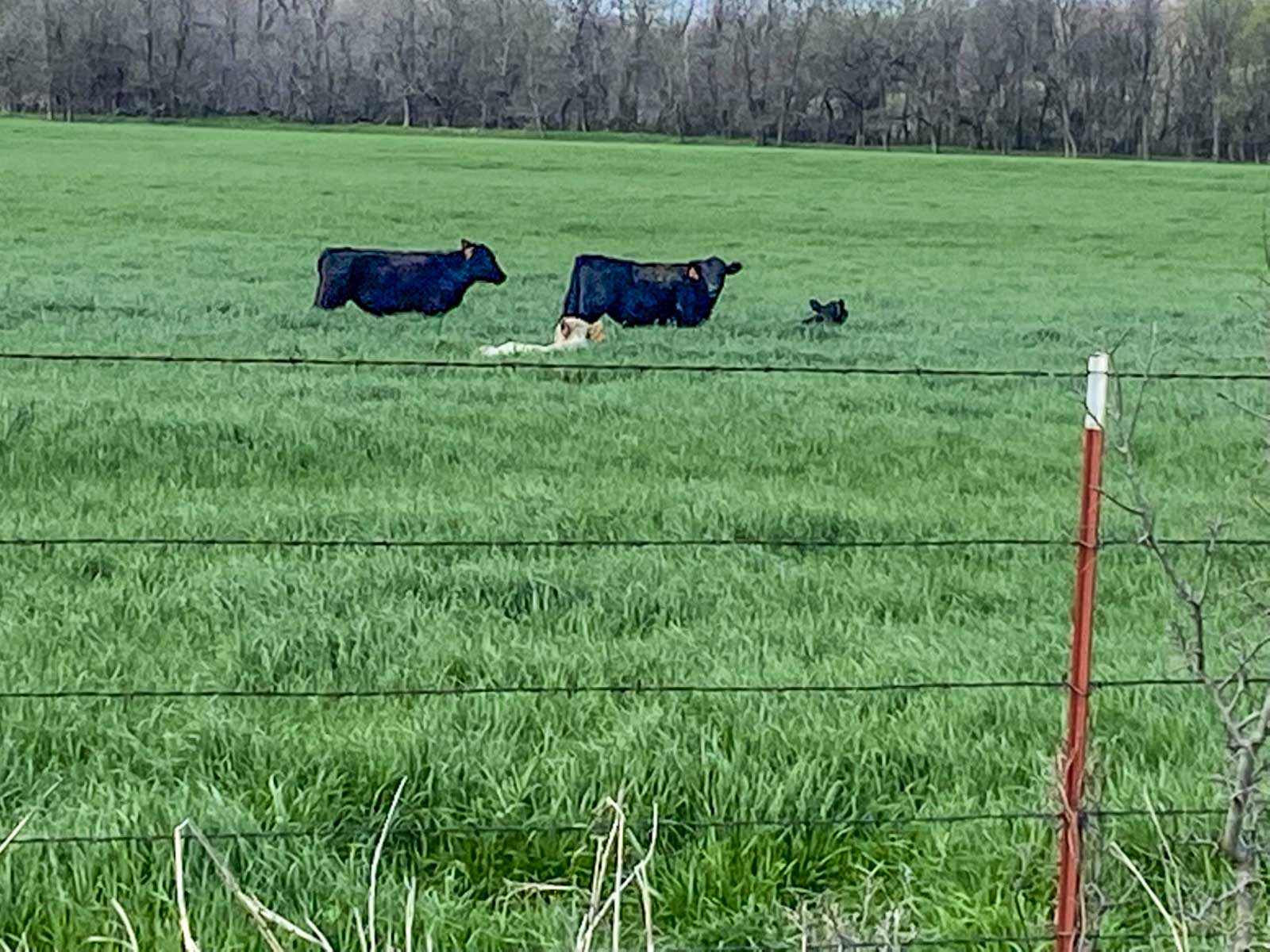 School Valley Ranch property picture 6 of 123