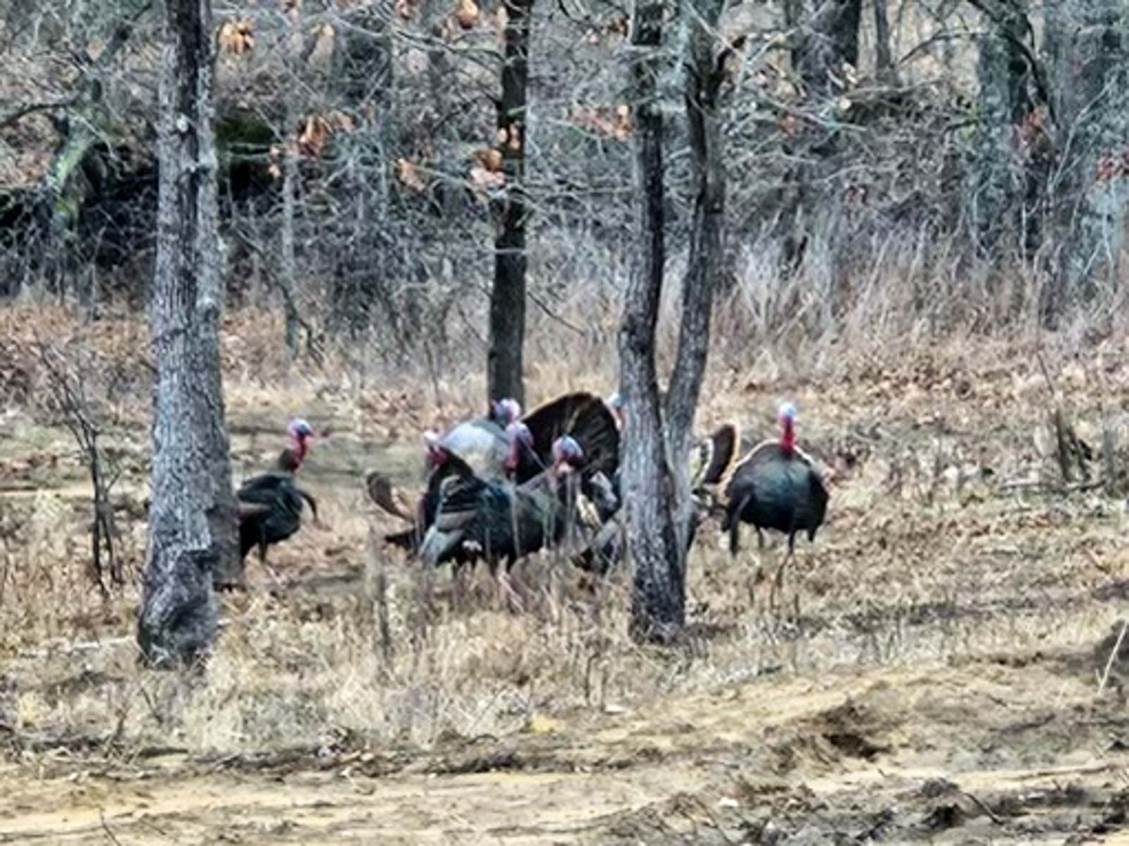 School Valley Ranch property picture 87 of 123