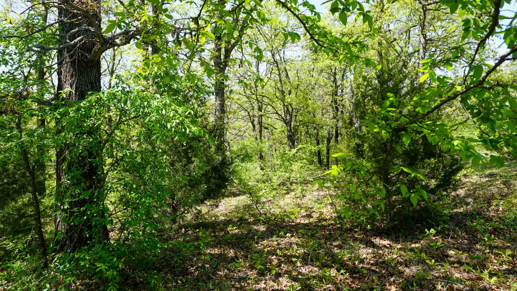 School Valley Ranch property picture 9 of 123