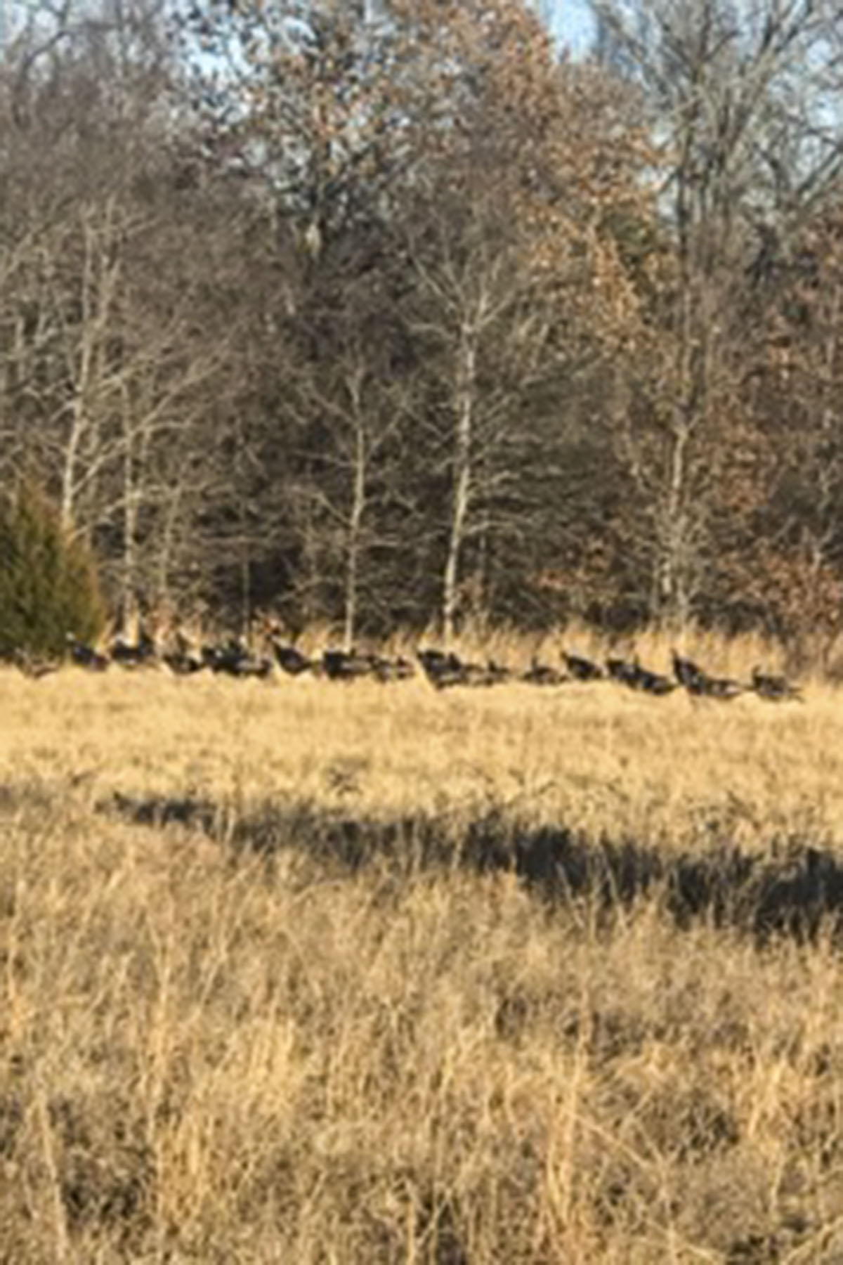 School Valley Ranch property picture 88 of 123