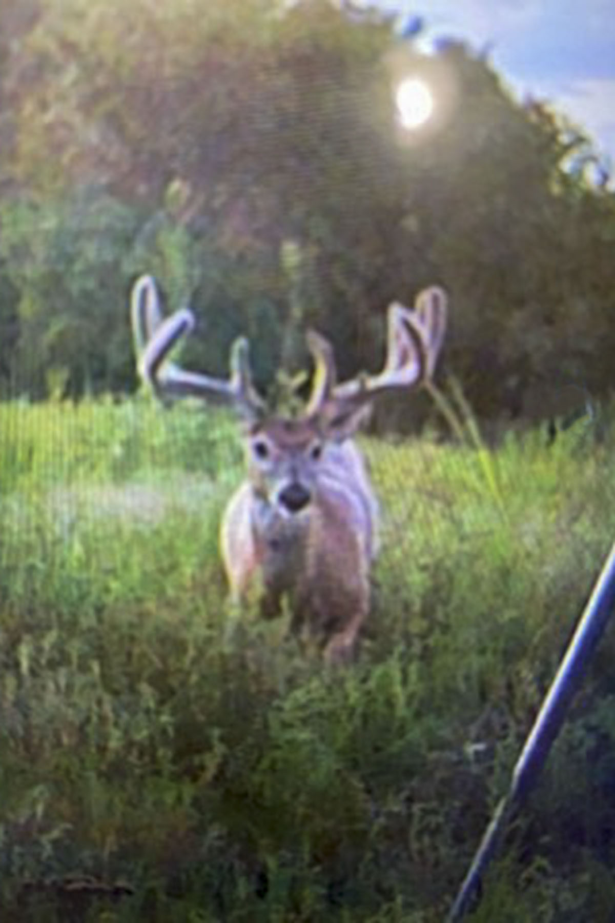 School Valley Ranch property picture 16 of 123