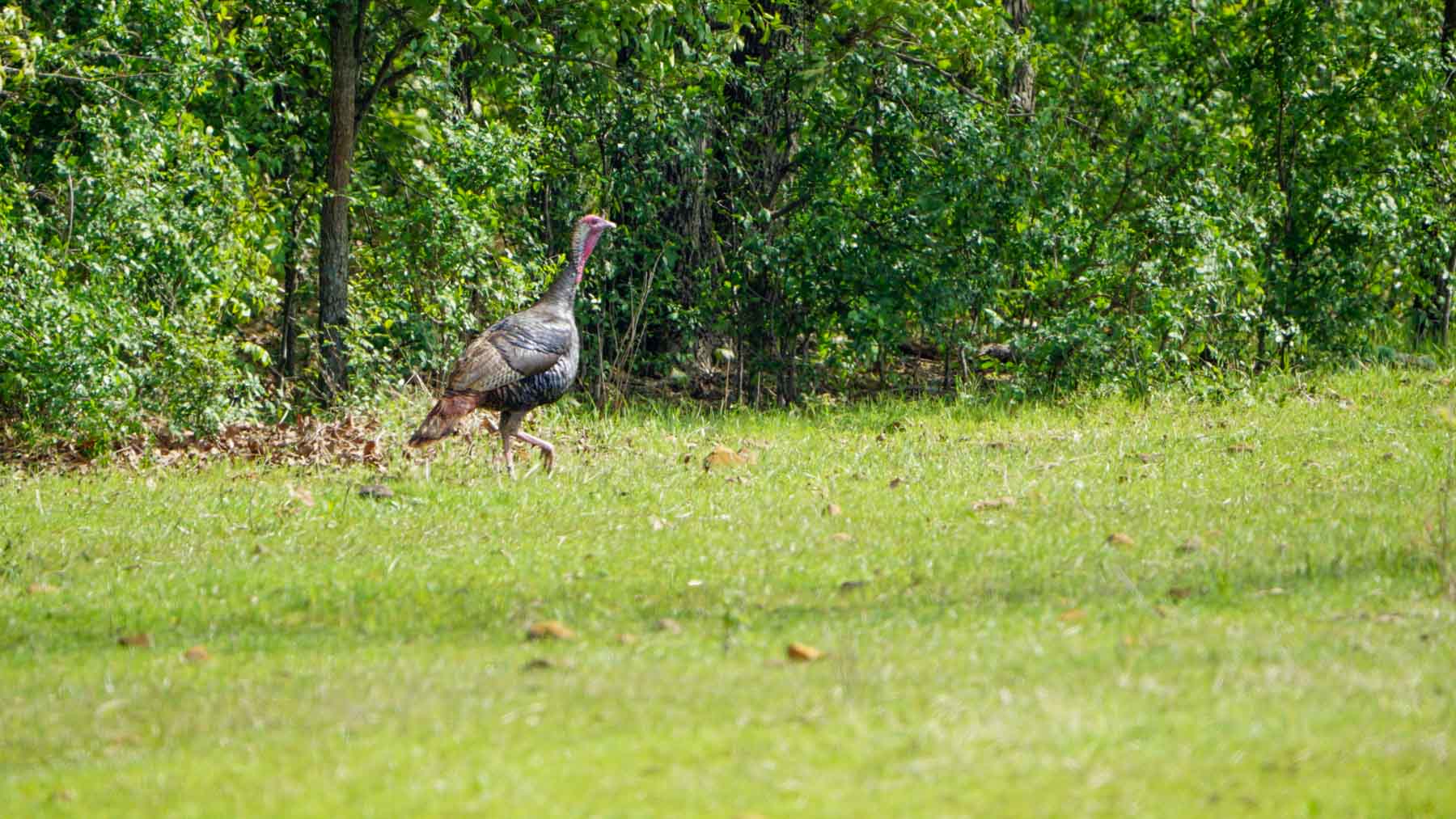 School Valley Ranch property picture 14 of 123
