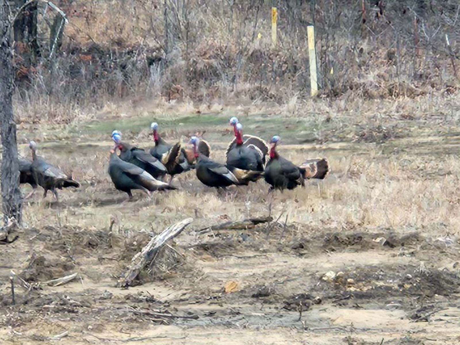 School Valley Ranch property picture 86 of 123