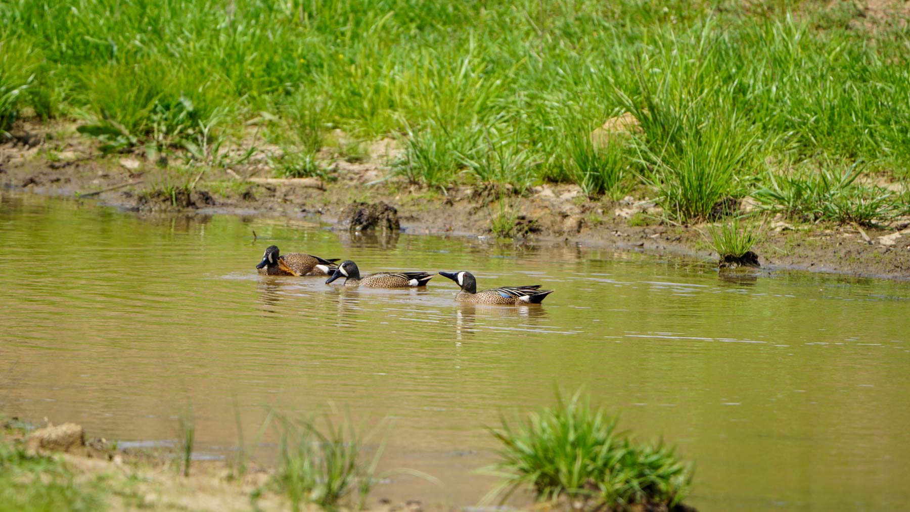 School Valley Ranch property picture 12 of 123