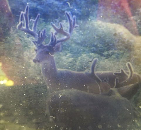 School Valley Ranch property picture 116 of 123