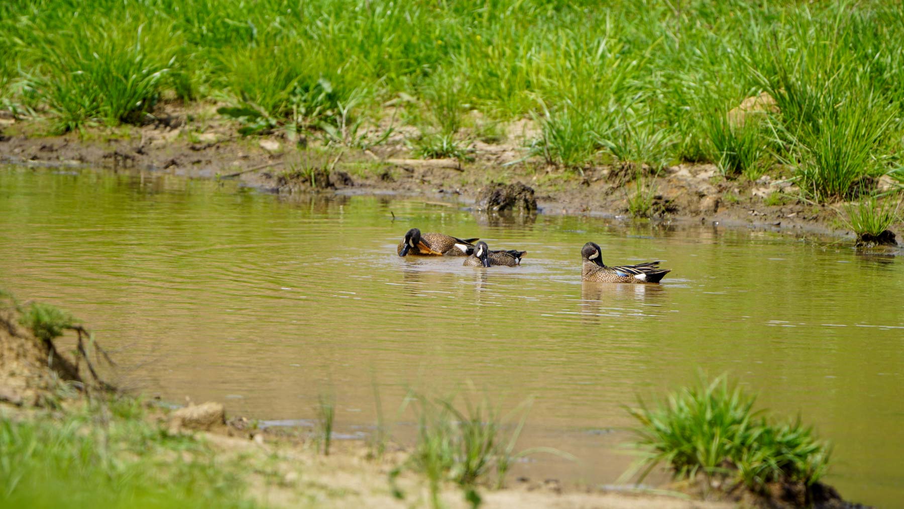 School Valley Ranch property picture 13 of 123
