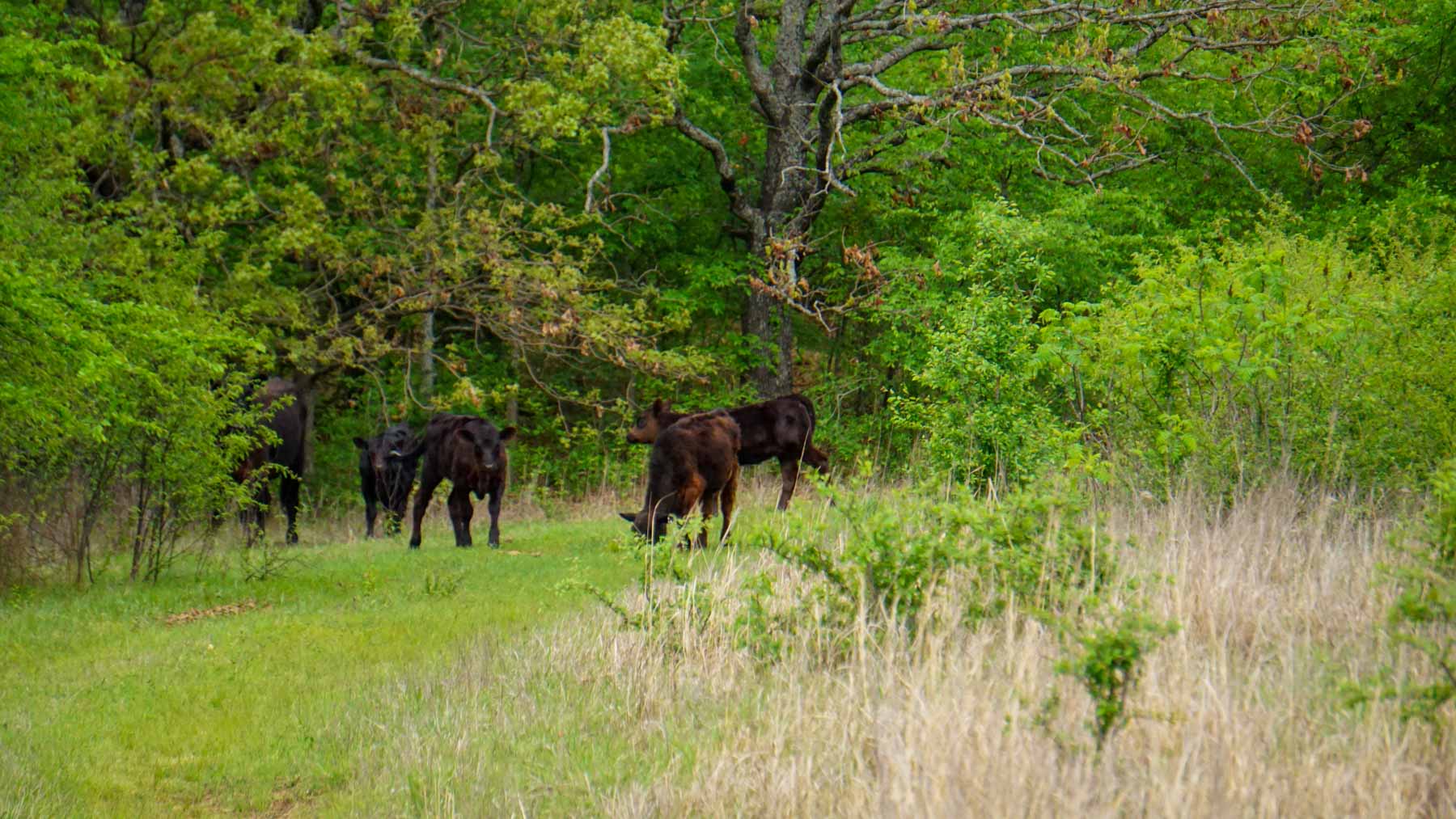 School Valley Ranch property picture 40 of 123