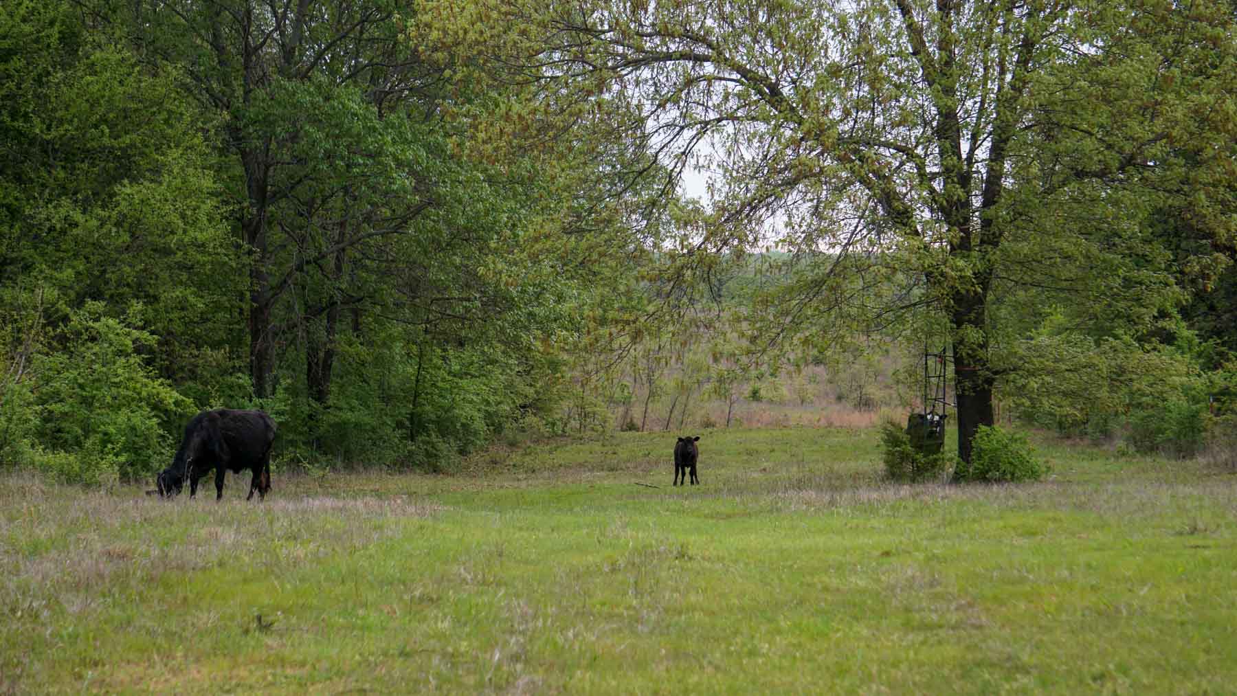 School Valley Ranch property picture 39 of 123