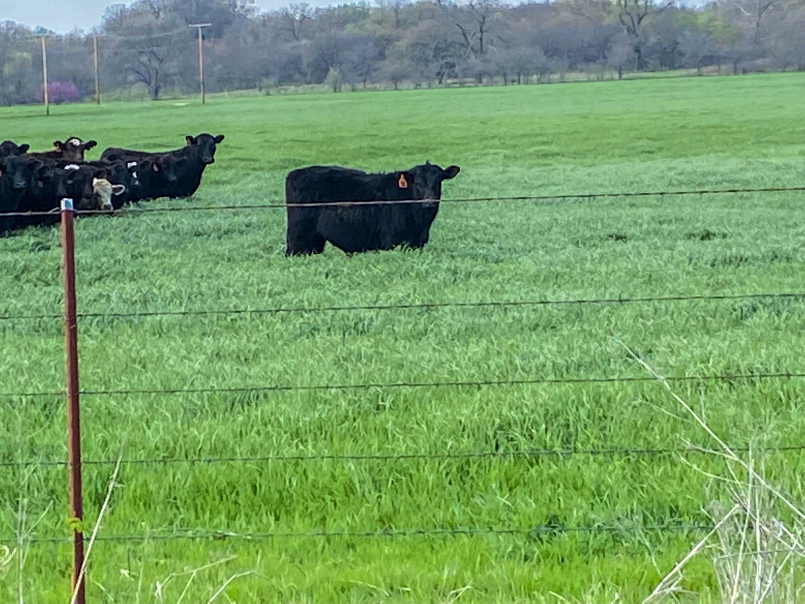 School Valley Ranch property picture 5 of 123