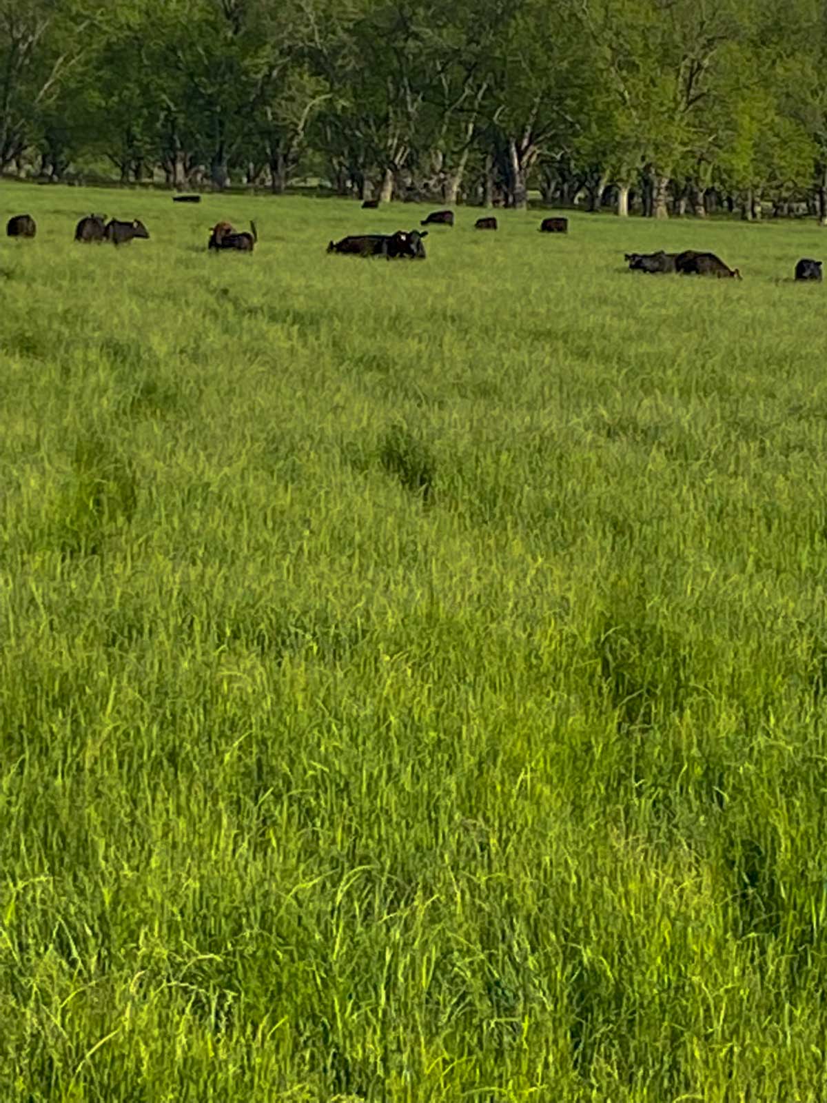 School Valley Ranch property picture 117 of 123