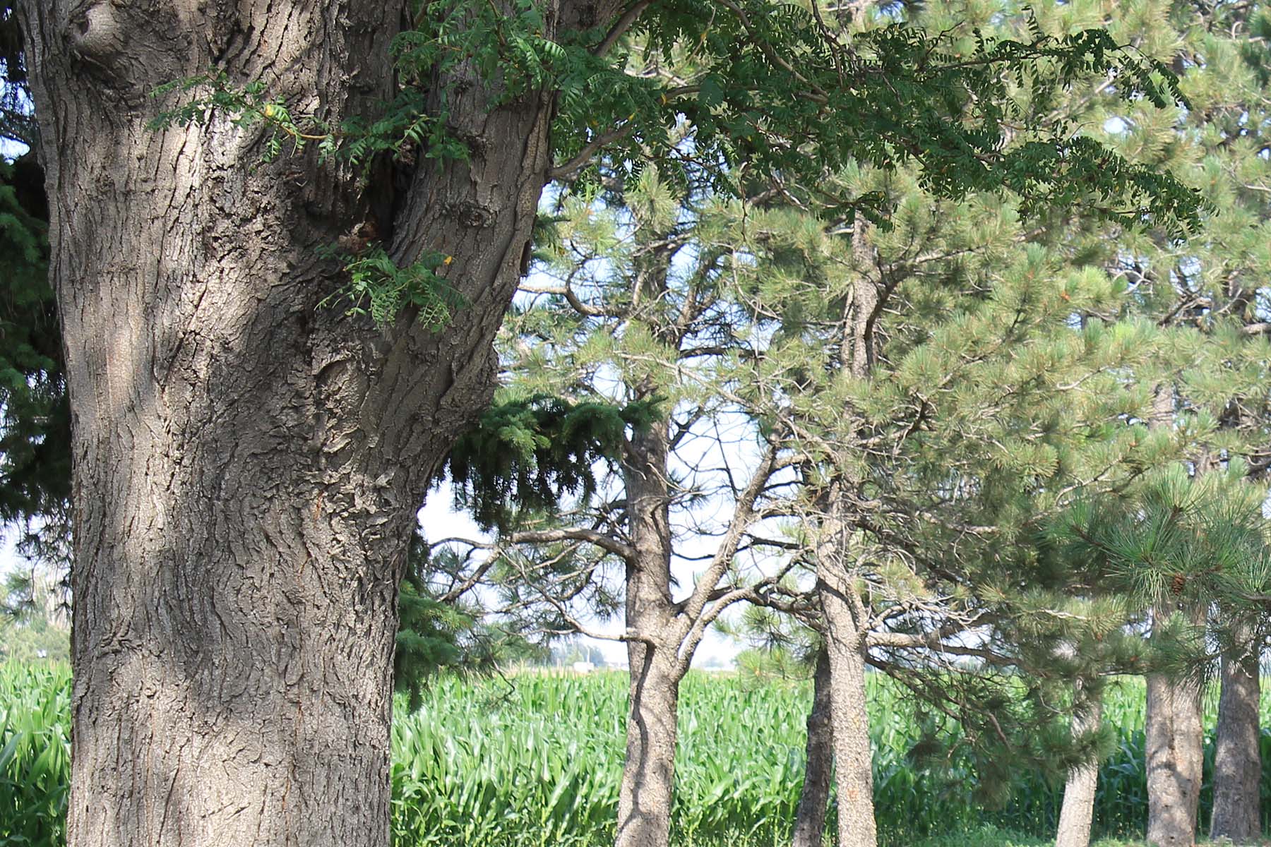 Mountain Vista Land property picture 5 of 18