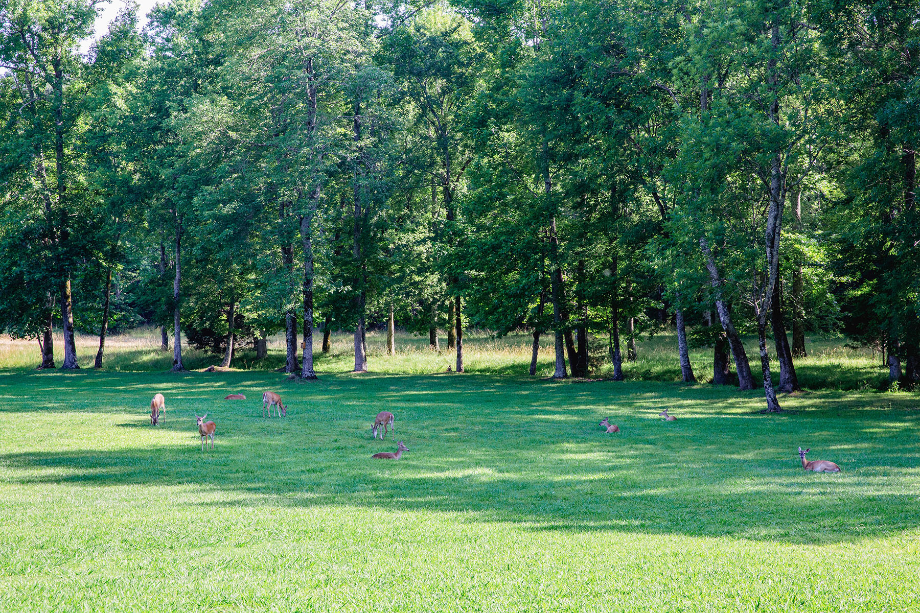 Blackberry Creek Farm property picture 51 of 91