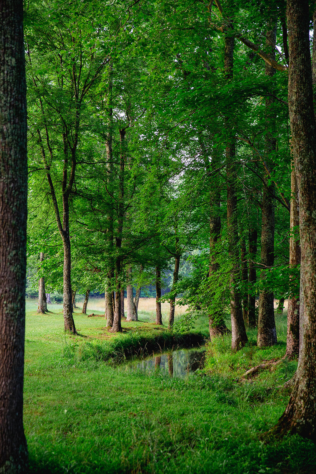 Blackberry Creek Farm property picture 88 of 91