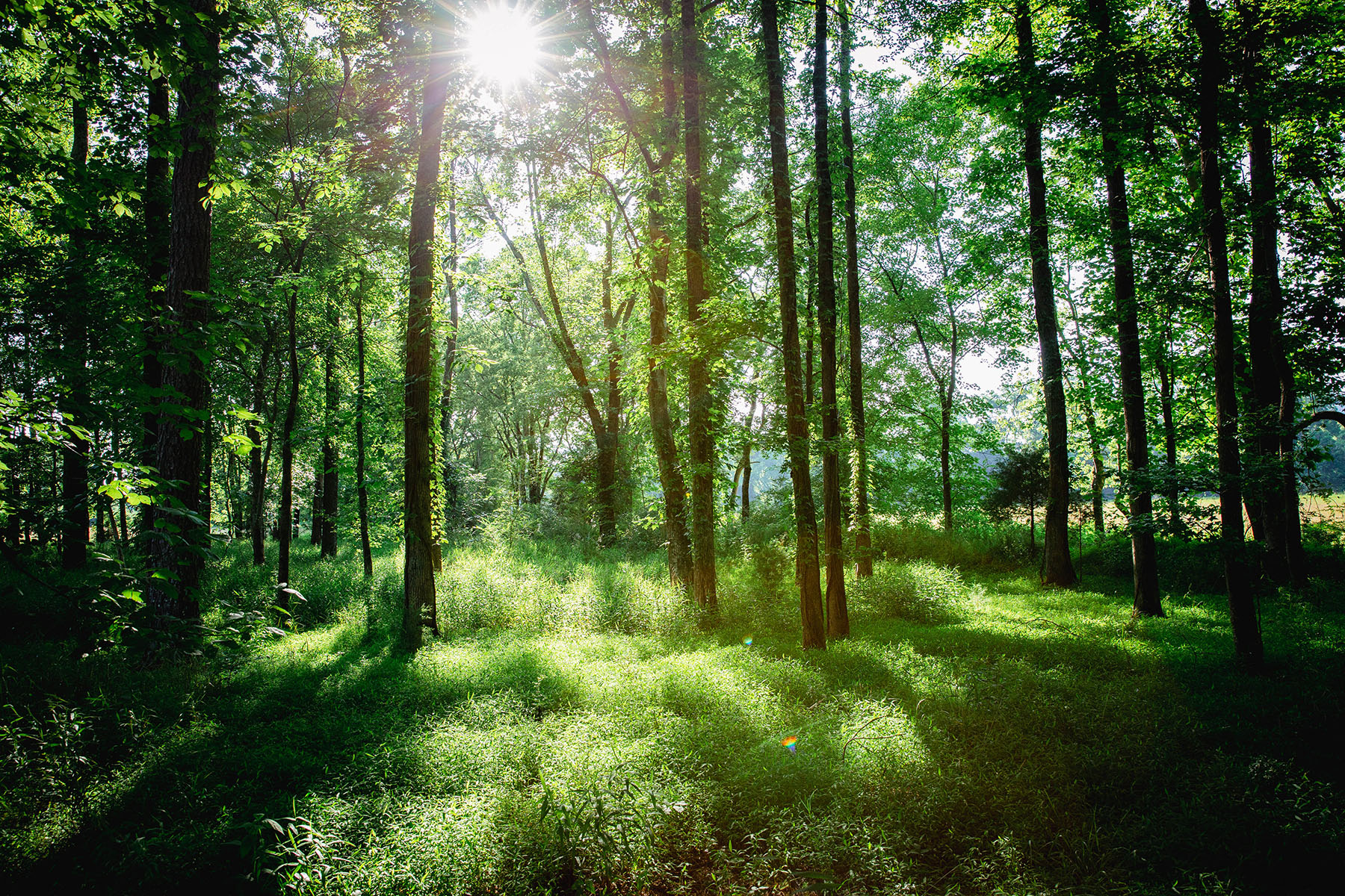 Blackberry Creek Farm property picture 57 of 91