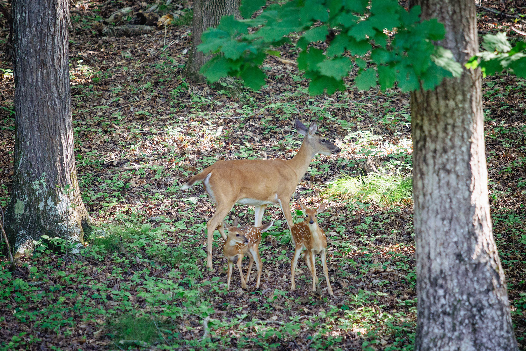Blackberry Creek Farm property picture 49 of 91