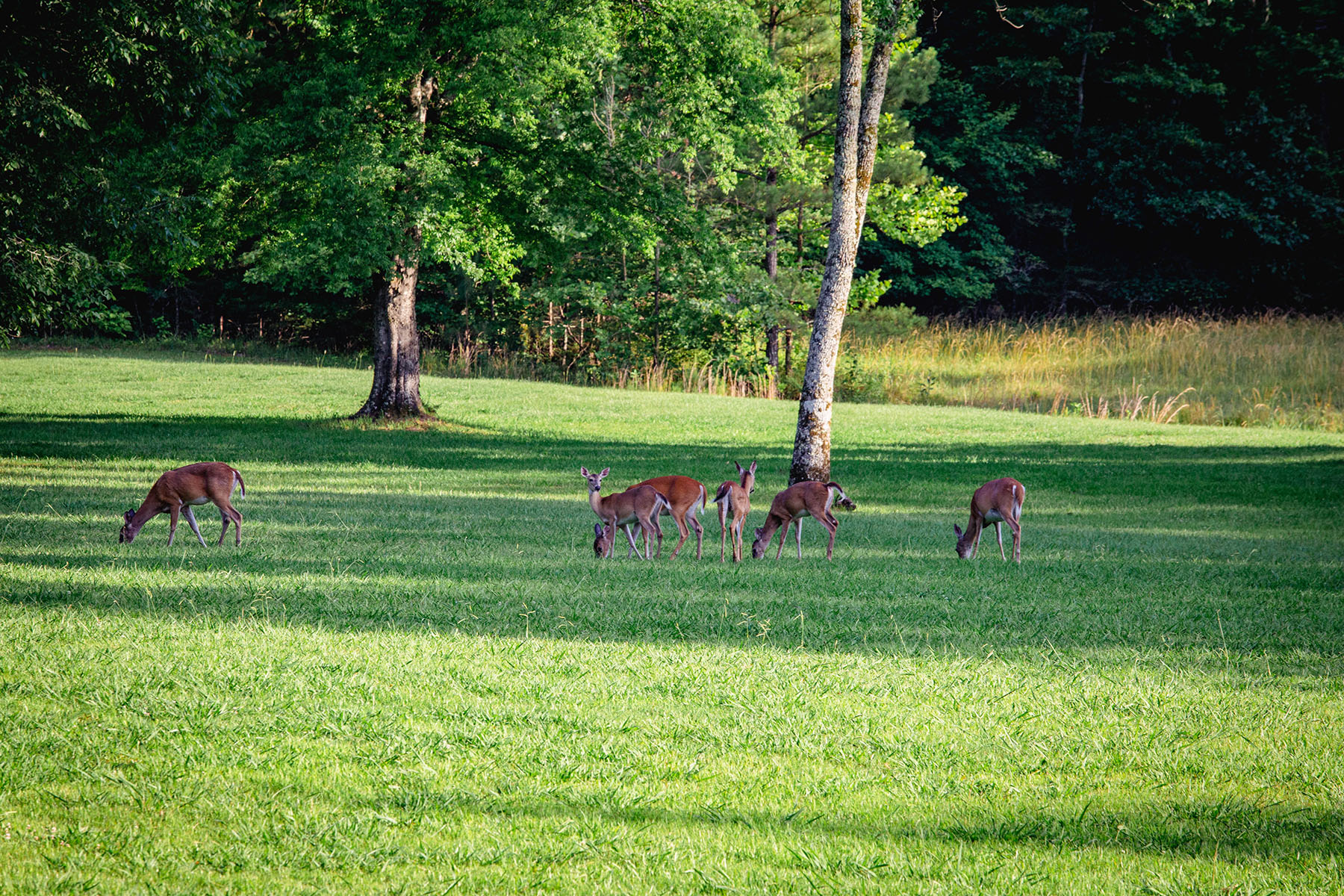 Blackberry Creek Farm property picture 77 of 91