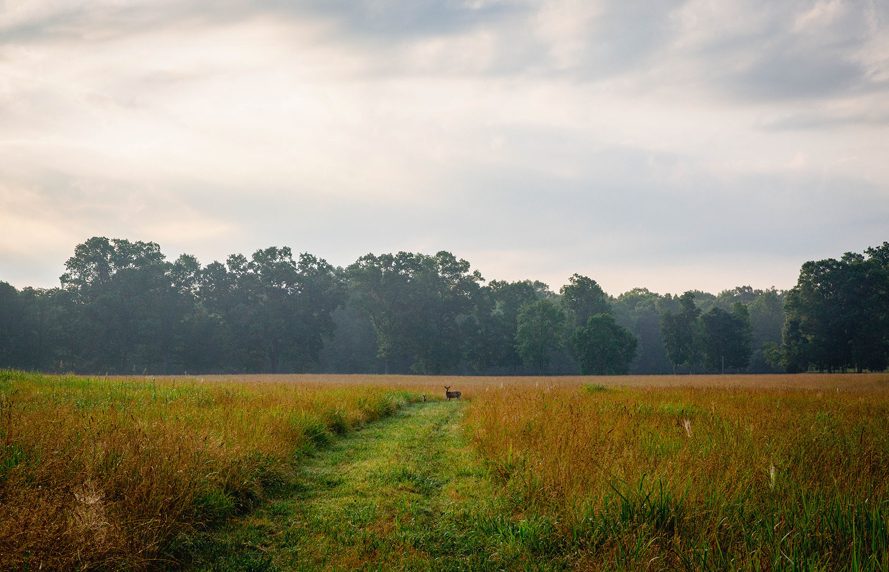 Blackberry Creek Farm property picture 7 of 91