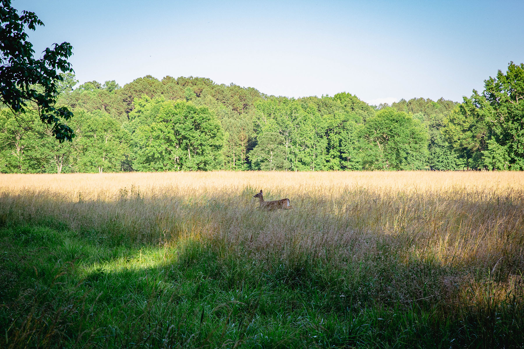 Blackberry Creek Farm property picture 58 of 91