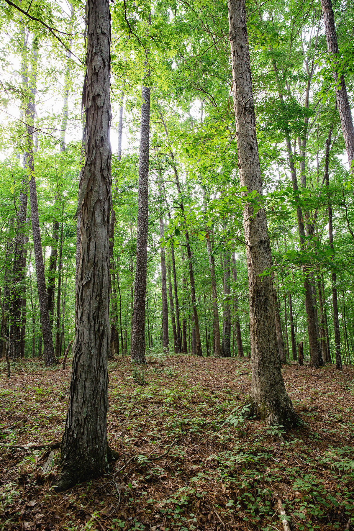 Blackberry Creek Farm property picture 48 of 91