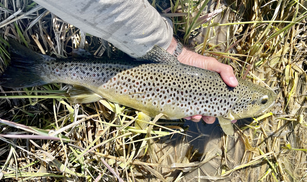 North Renegade Ranch property picture 53 of 78