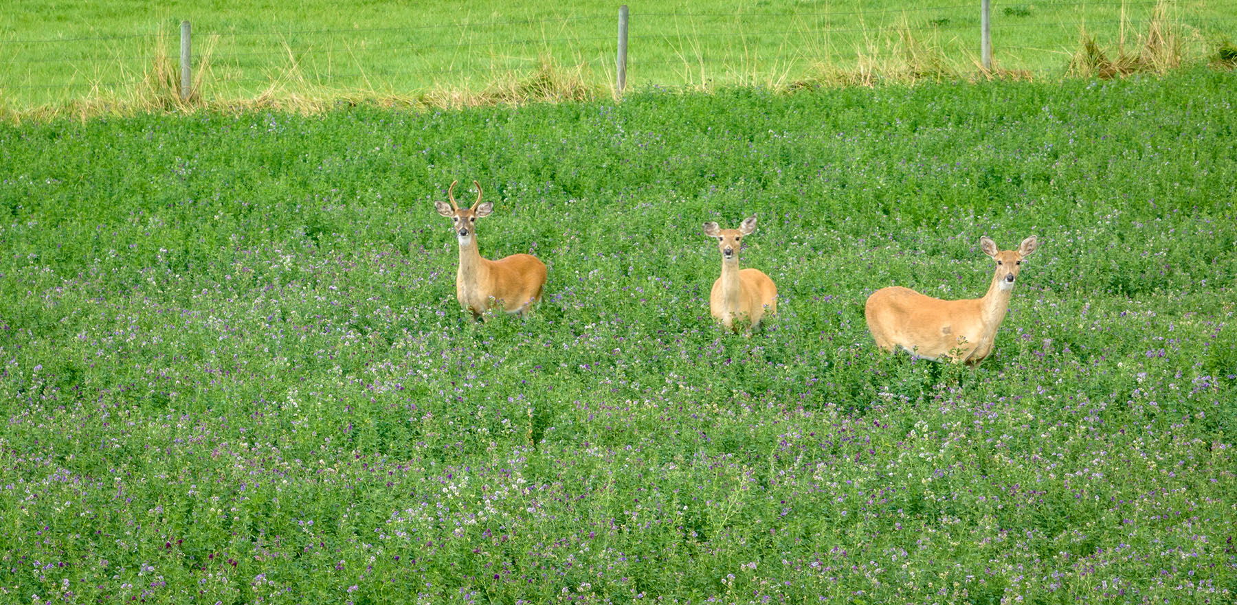 Kent Spur Ranch property picture 17 of 44