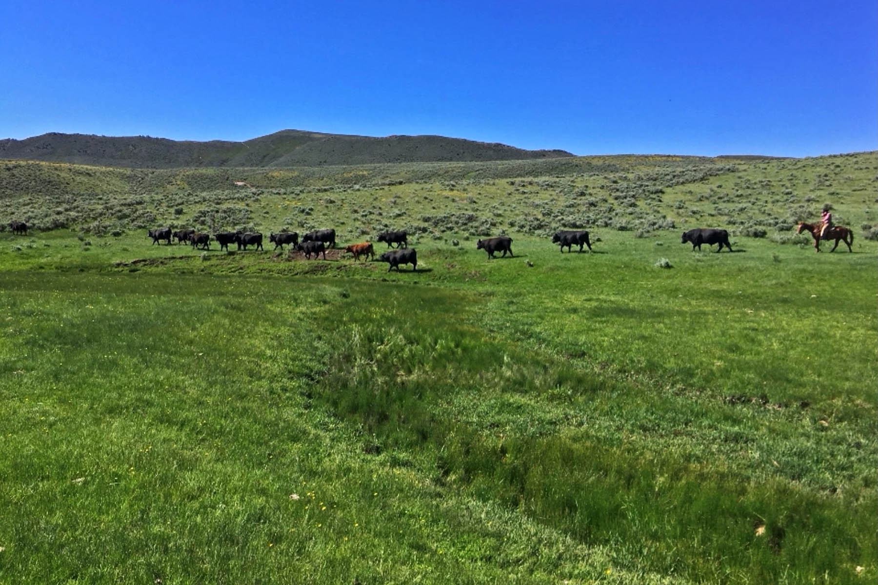 Three Springs Ranch property picture 44 of 82