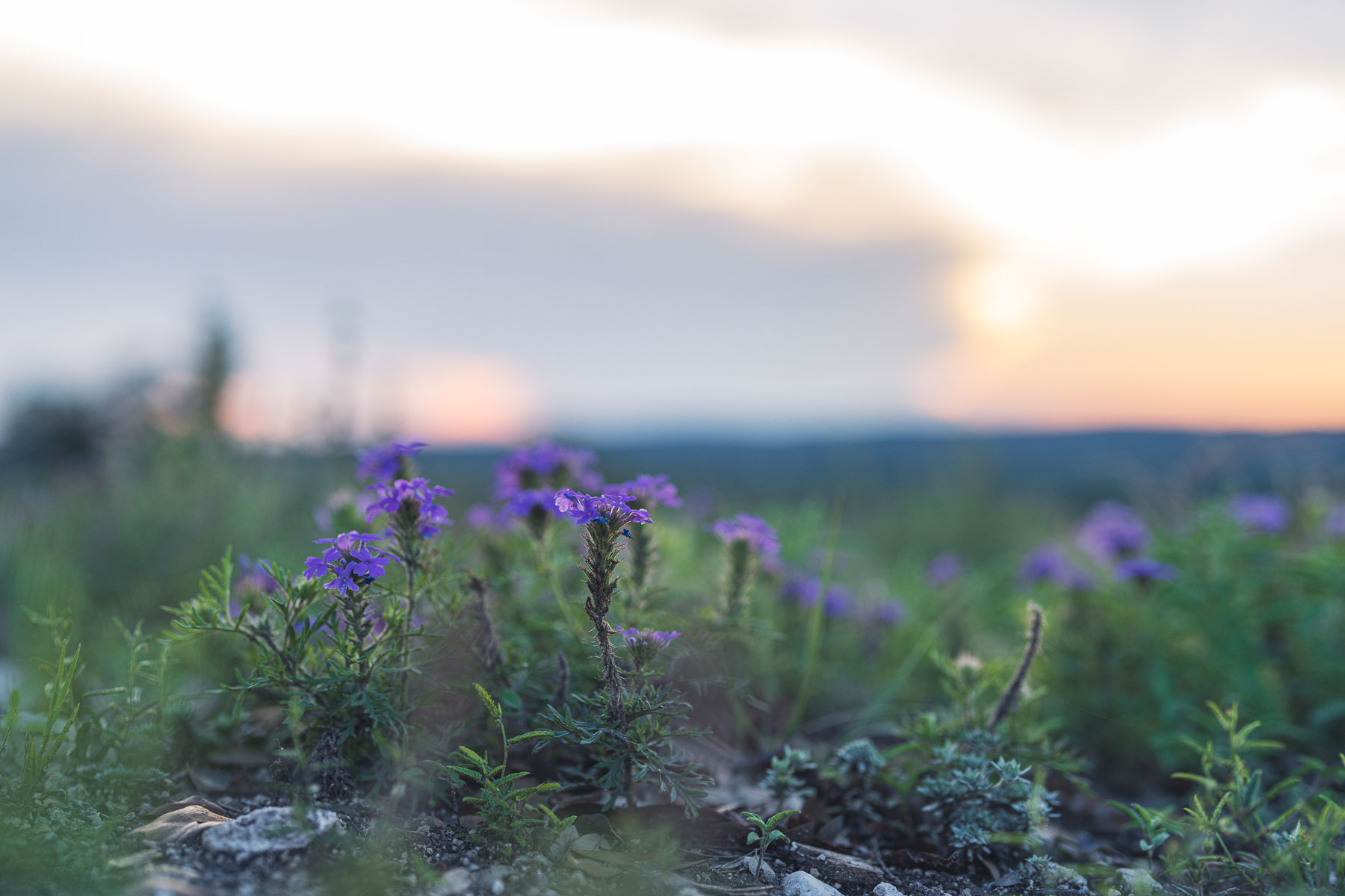 Mile Ridge Ranch property picture 47 of 63