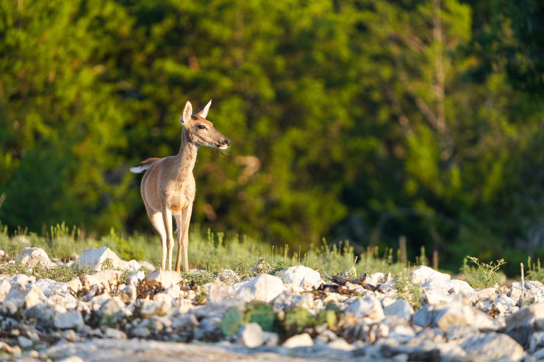 Mile Ridge Ranch property picture 4 of 63