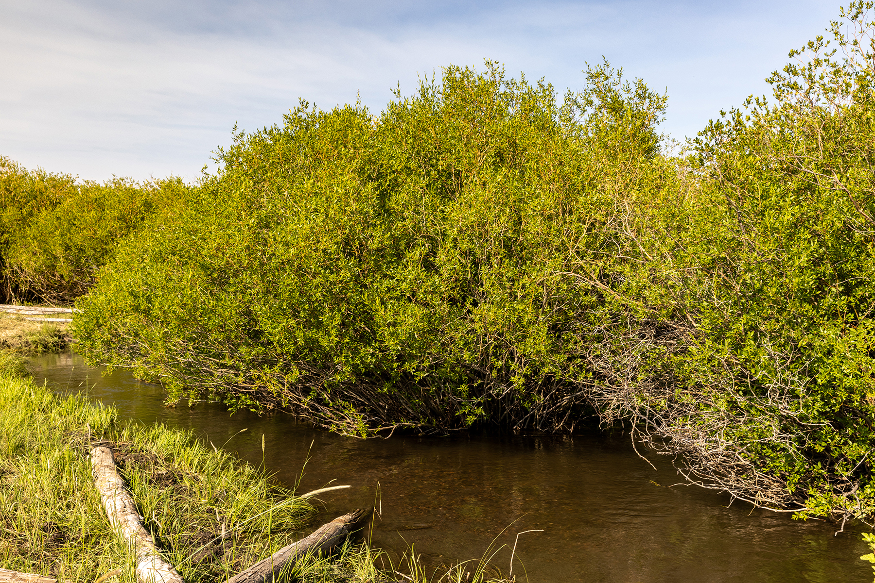 Nicholia Creek Ranch property picture 20 of 38