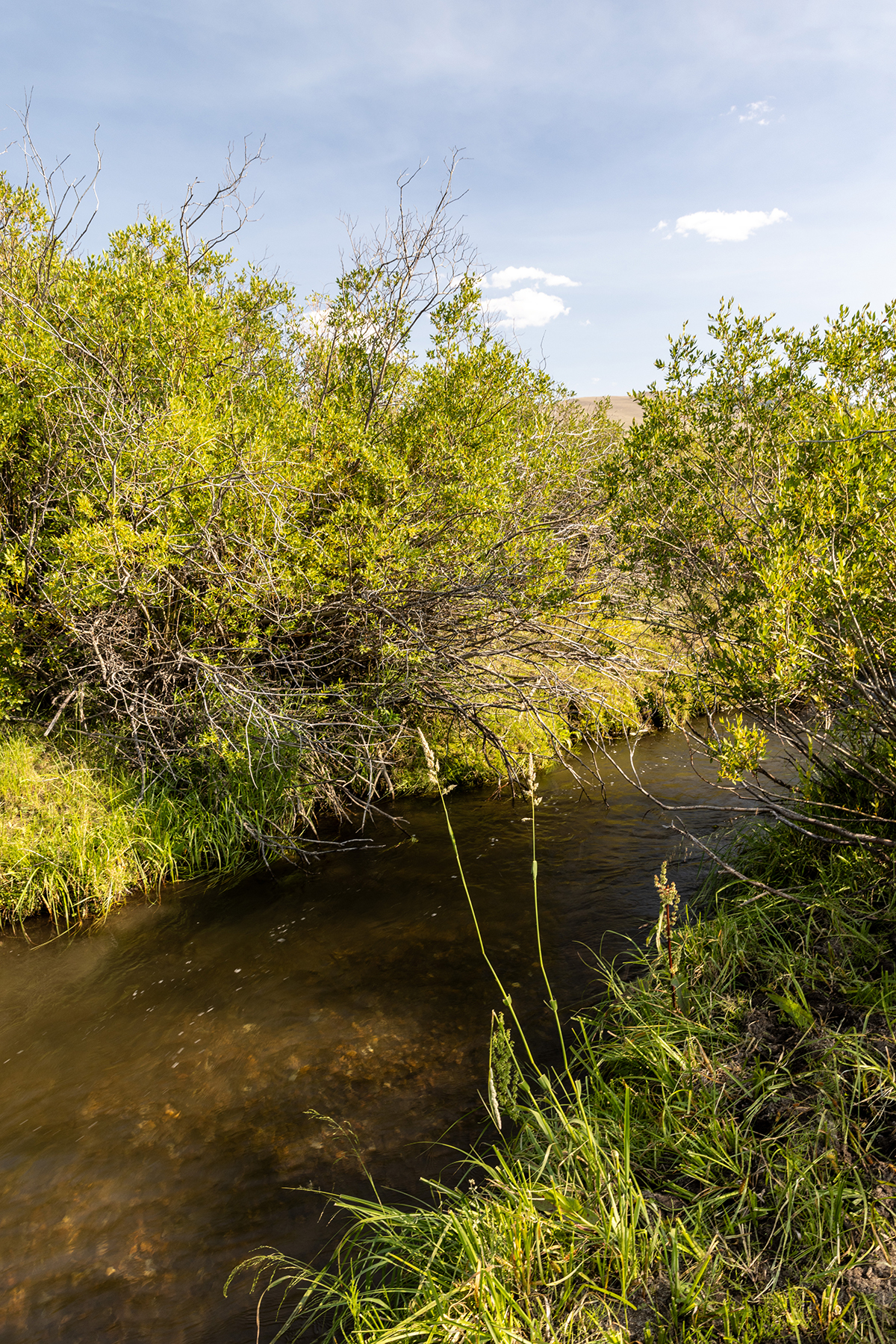 Nicholia Creek Ranch property picture 26 of 38