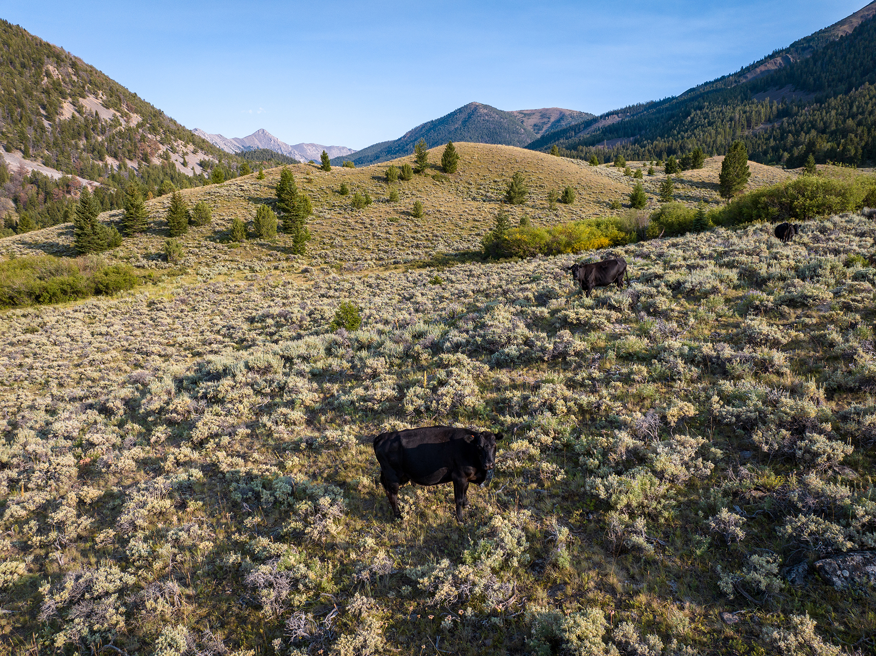 Nicholia Creek Ranch property picture 16 of 38
