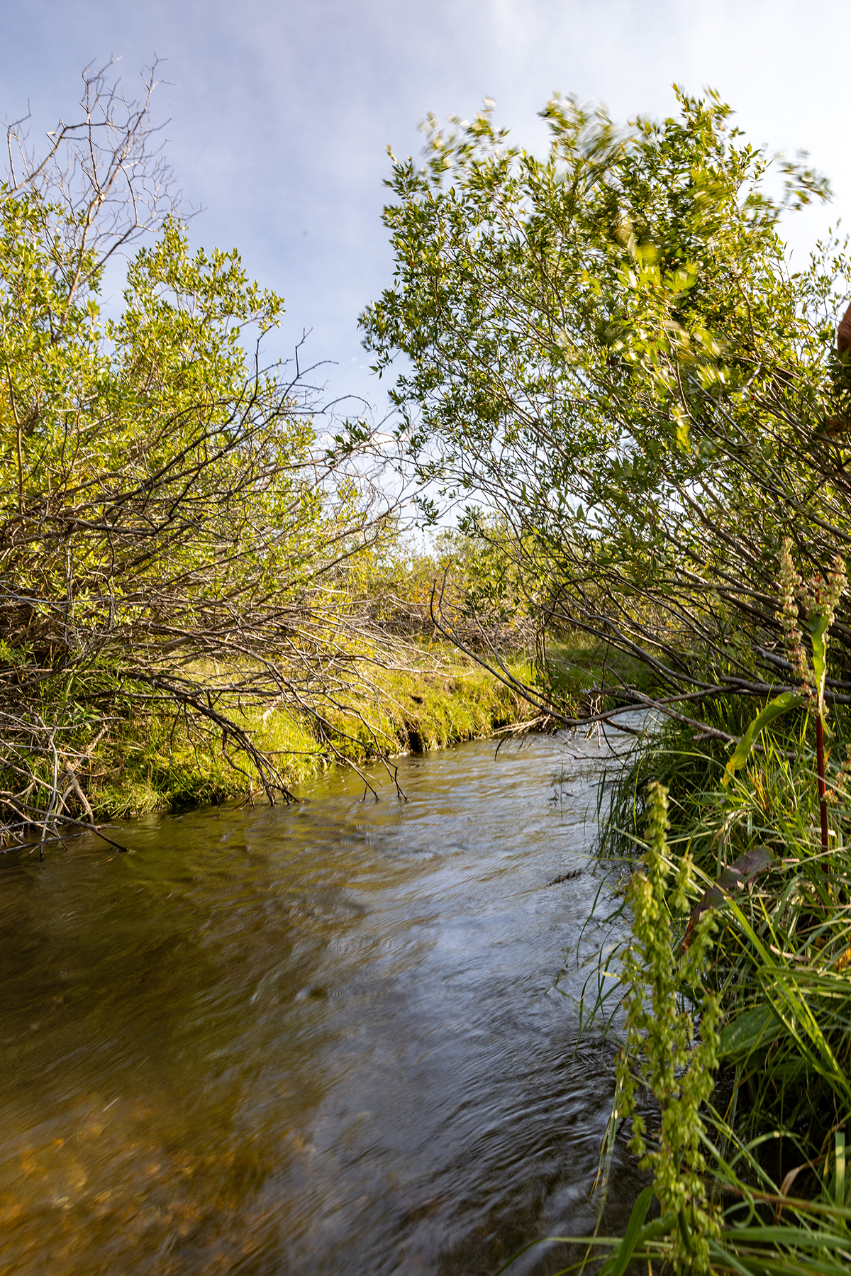 Nicholia Creek Ranch property picture 4 of 38