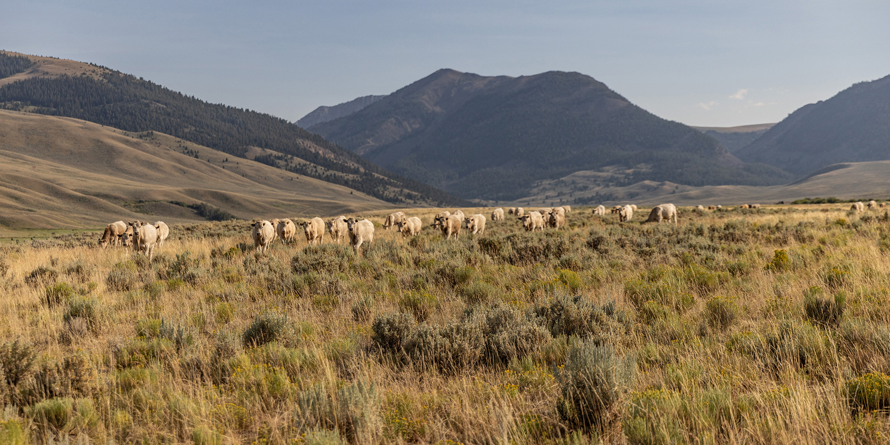 Nicholia Creek Ranch property picture 21 of 38