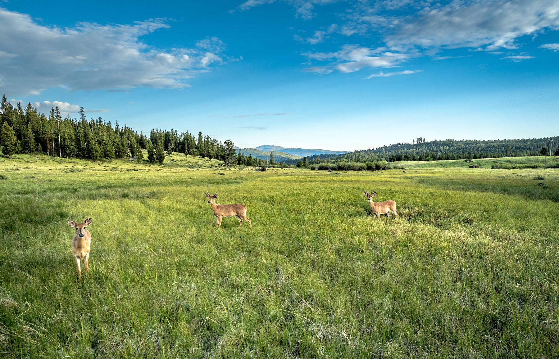 Lewis and Clark Trail Ranch property picture 4 of 45