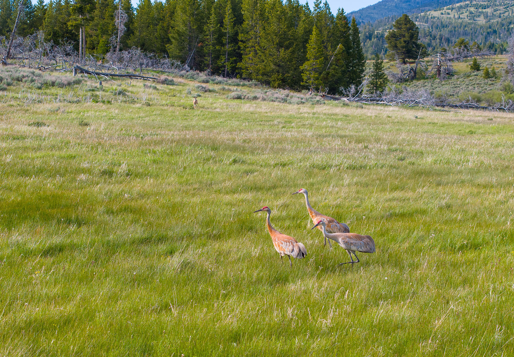 Lewis and Clark Trail Ranch property picture 34 of 45