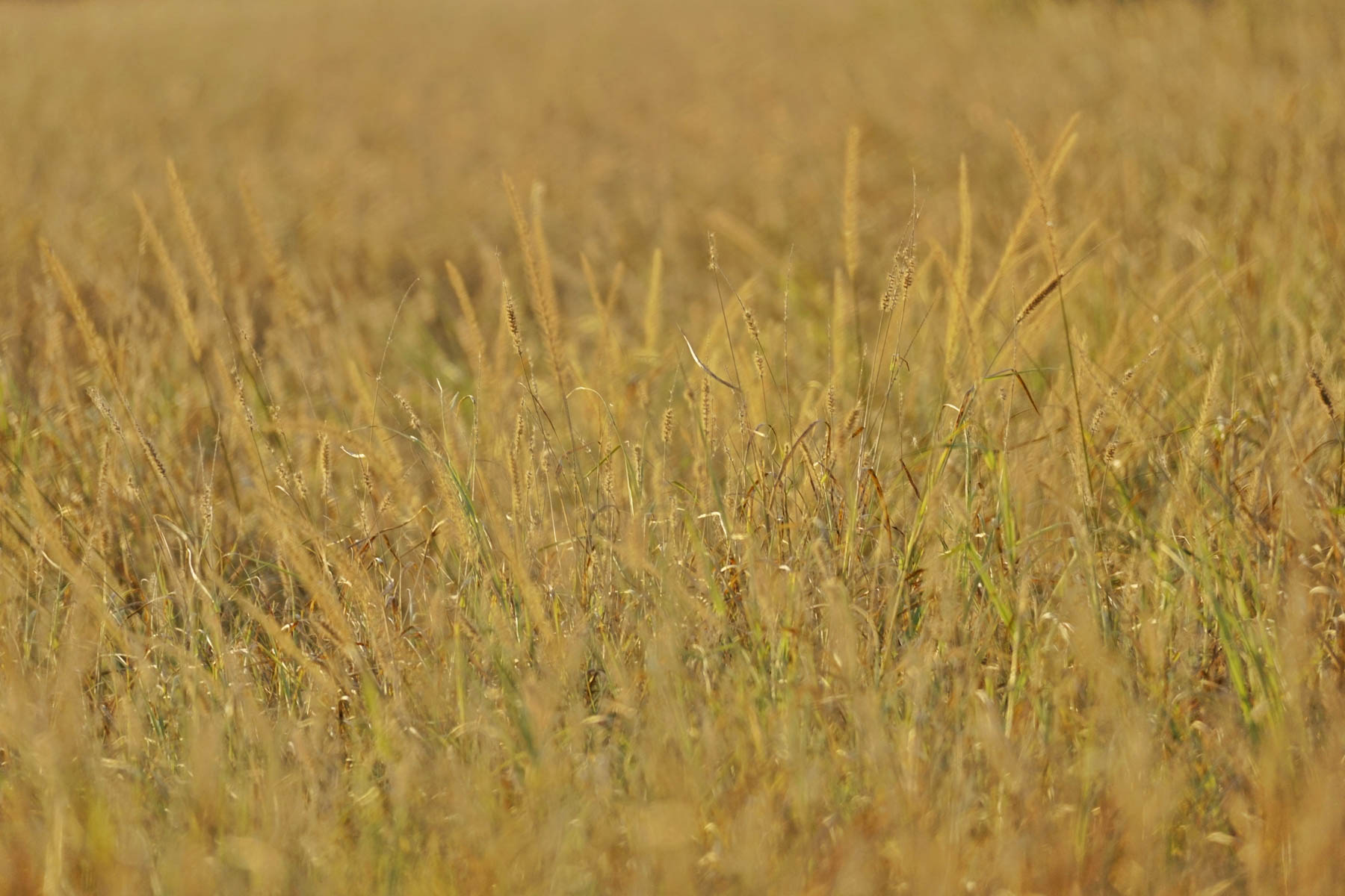 La Esperanza Ranch property picture 14 of 17