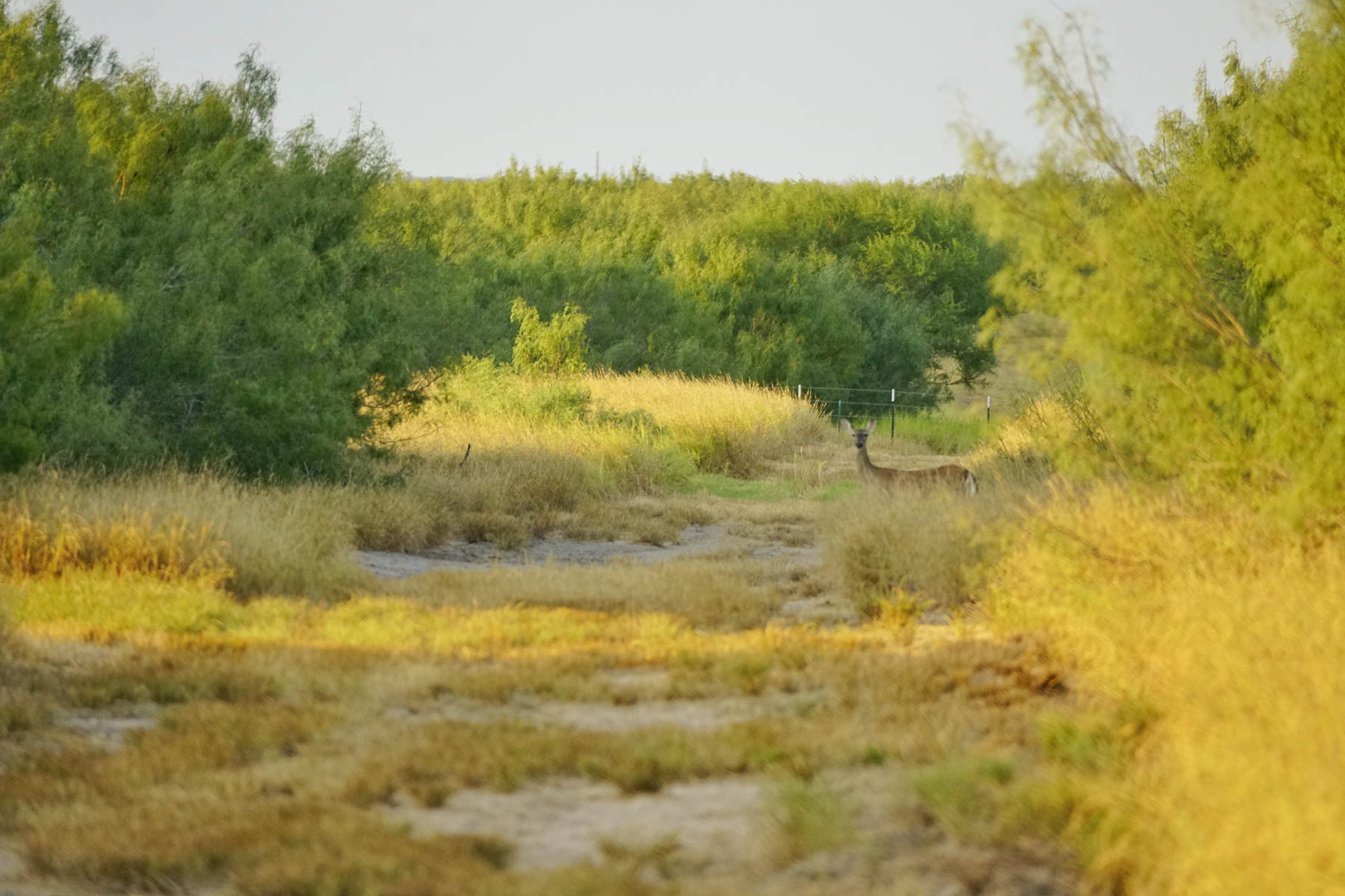 La Esperanza Ranch property picture 16 of 17