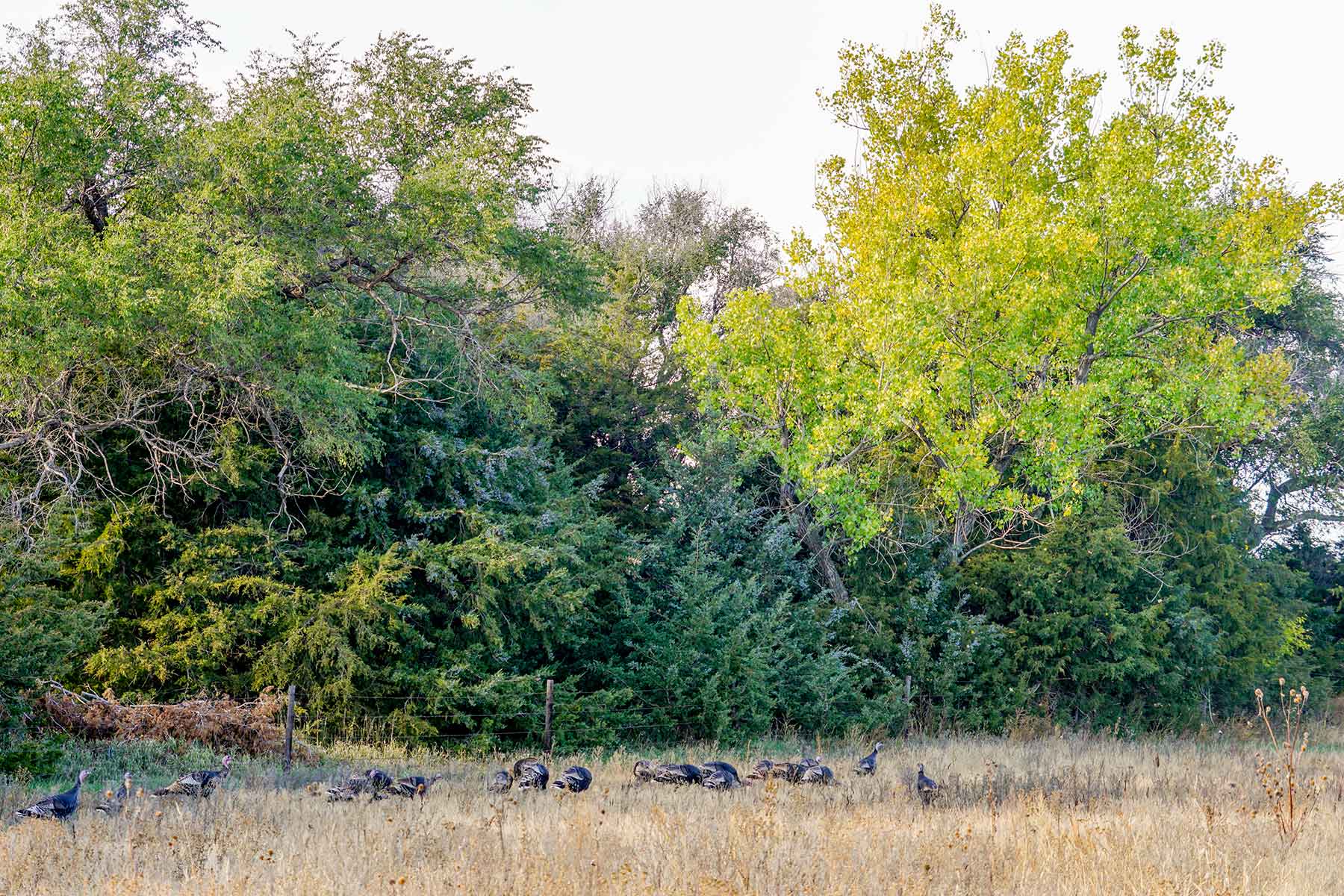 WM Zutavern Ranch property picture 49 of 53